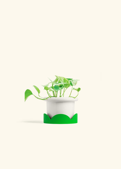 Pothos Marble Queen in a 4 inches Fat Lip White Planter in a Shamrock Petal Drip Tray