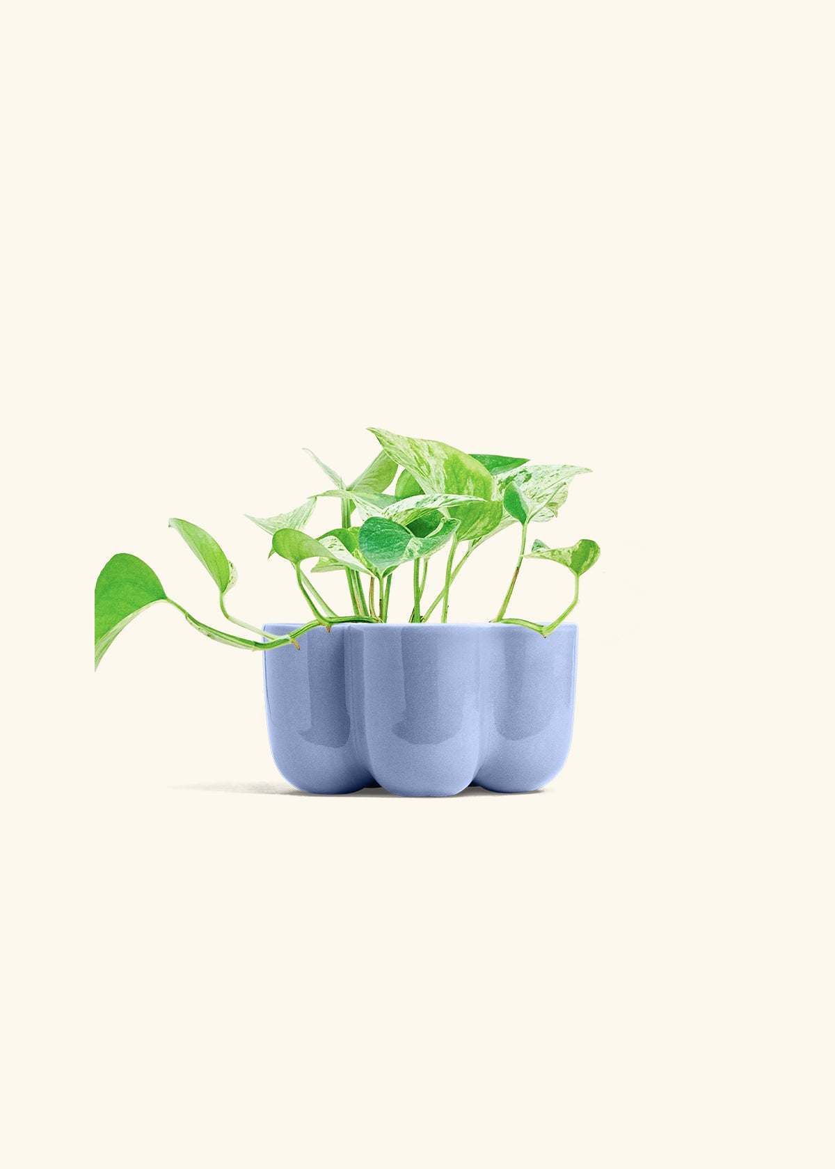 Pothos Marble Queen in a 4 inches in a Blue Petal Planter