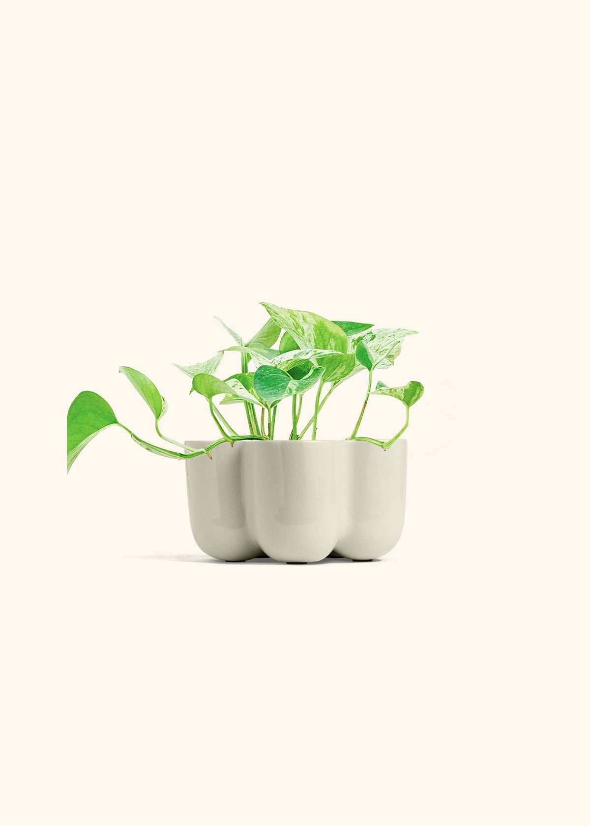 Pothos Marble Queen in a 4 inches in a Oat Petal Planter