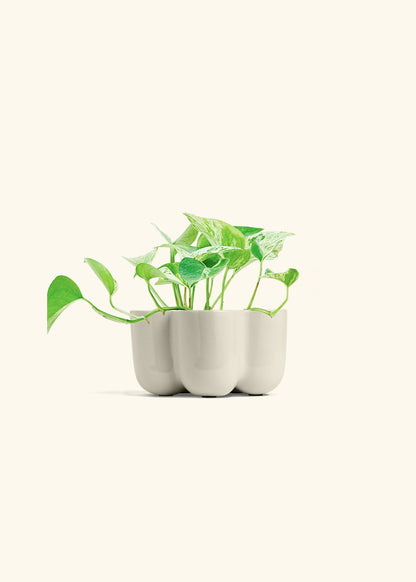 Pothos Marble Queen in a 4 inches in a Oat Petal Planter