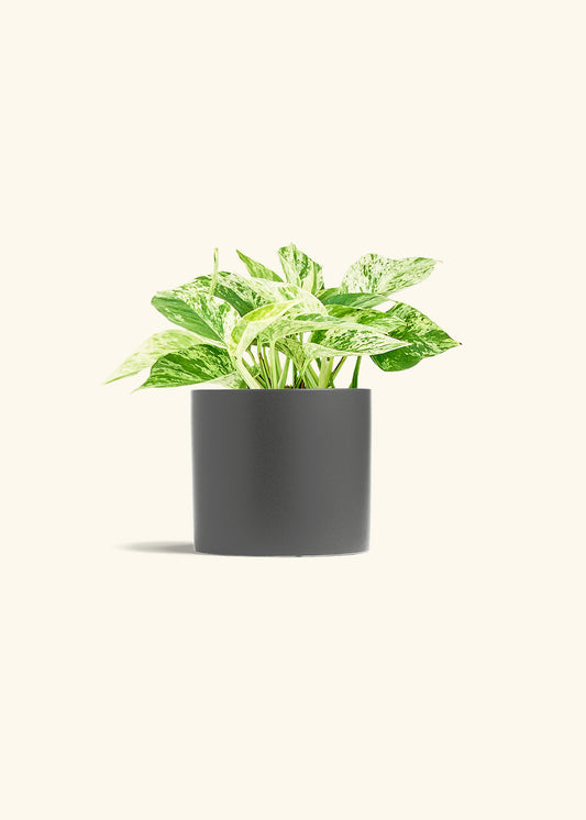 Pothos 'Marble Queen', Medium