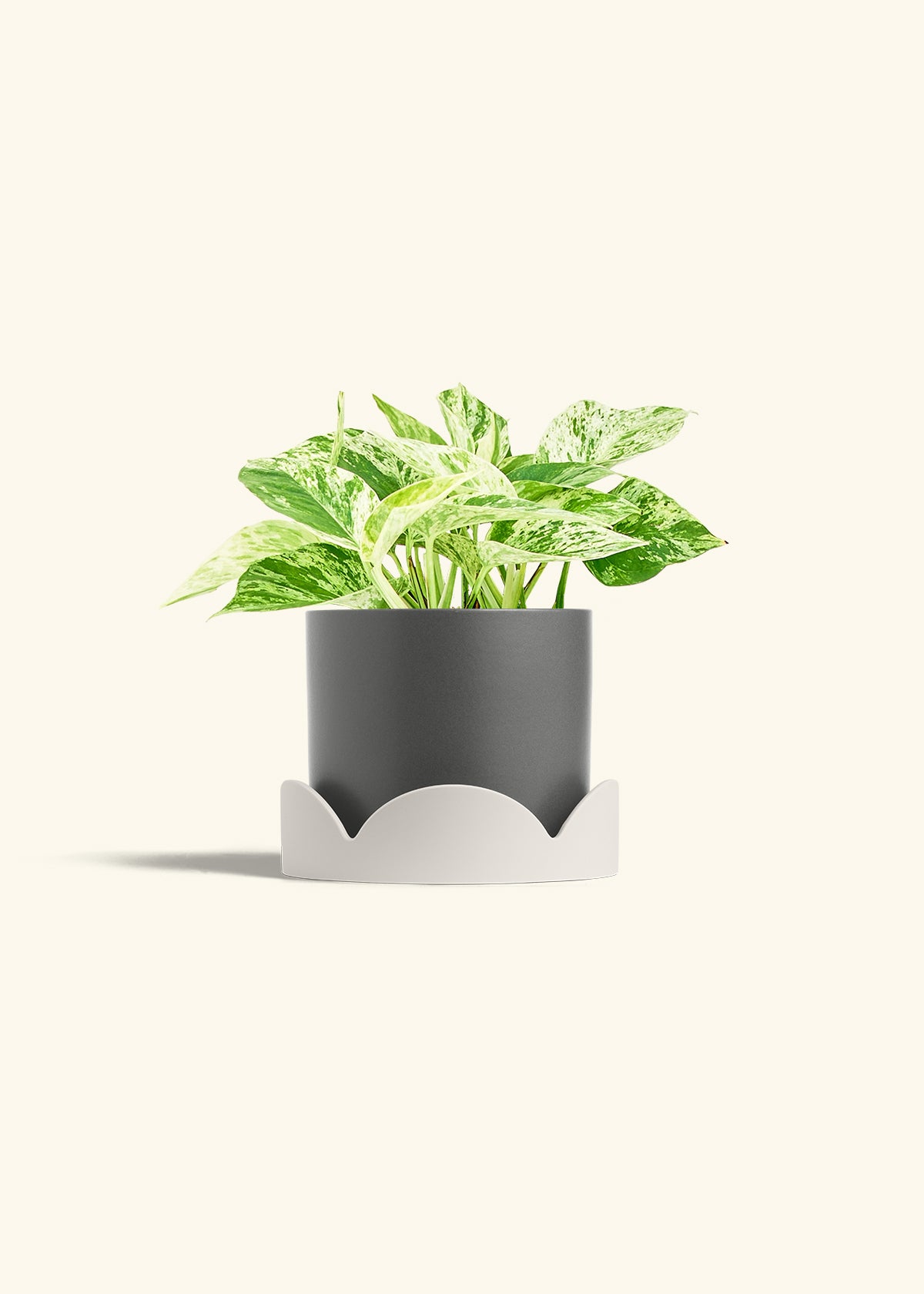 Pothos 'Marble Queen', Medium