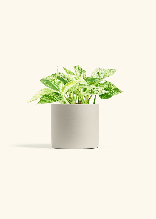 Pothos 'Marble Queen', Medium