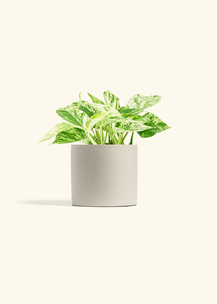 Pothos Marble Queen