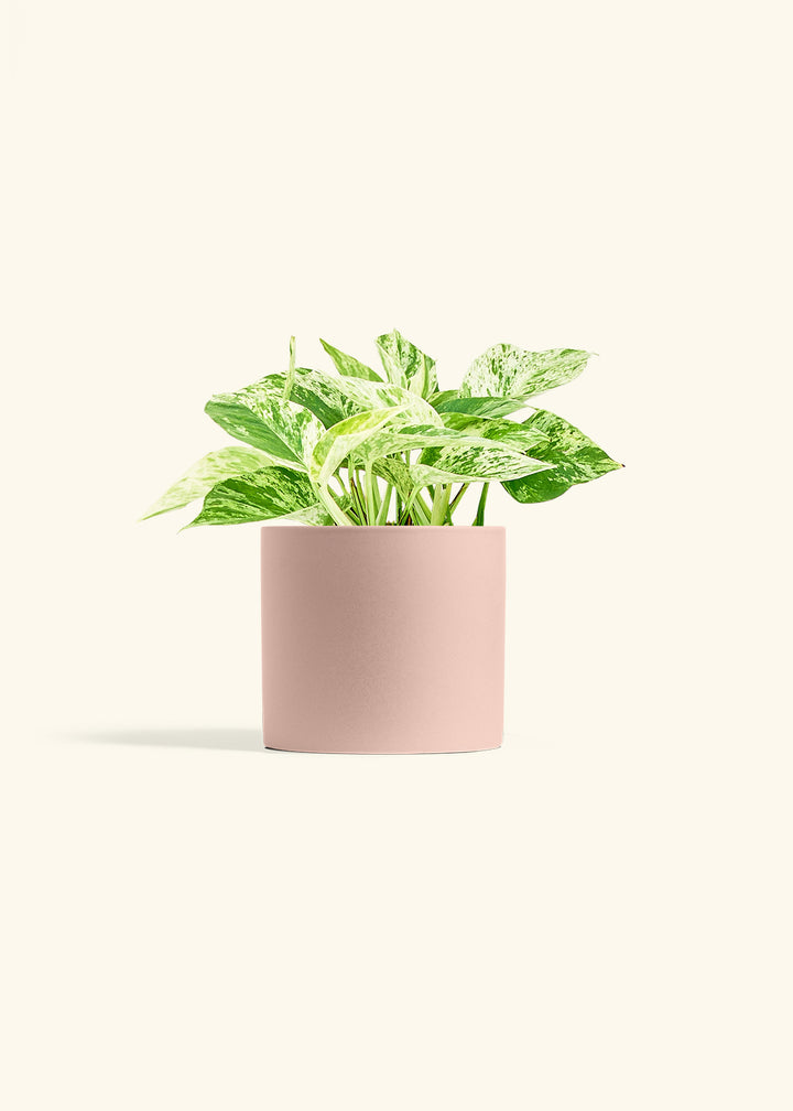 Pothos Marble Queen