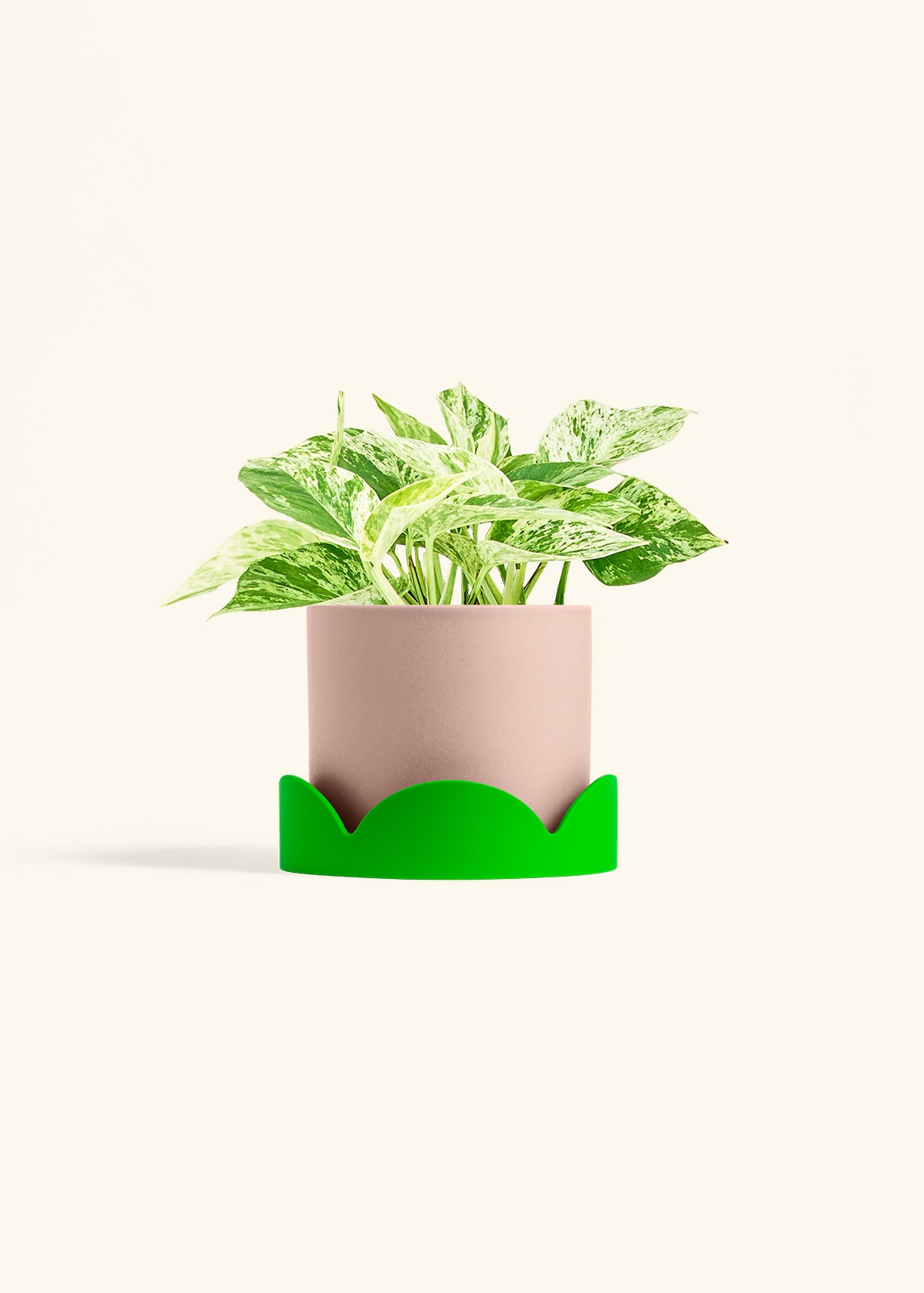 Pothos 'Marble Queen', Medium