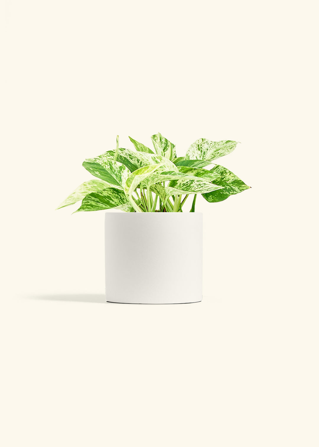 Pothos Marble Queen
