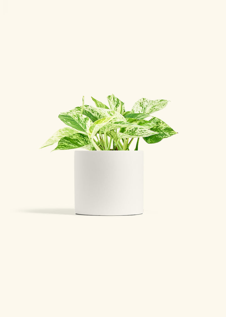 Pothos Marble Queen