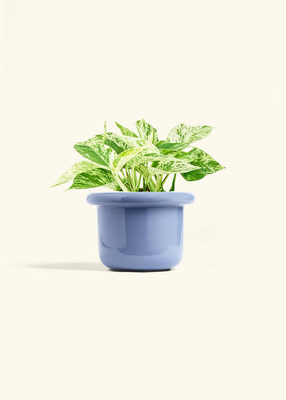 Pothos 'Marble Queen', Medium
