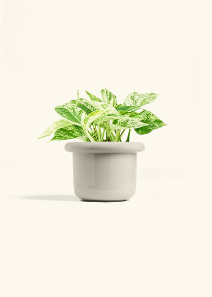 Pothos 'Marble Queen', Medium