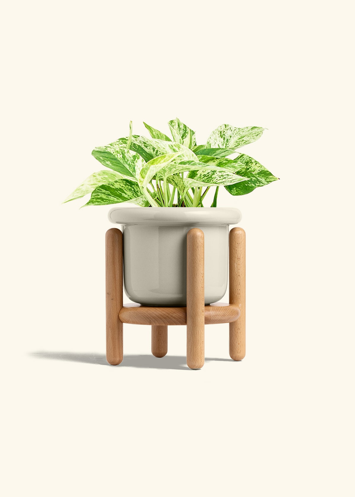 Pothos 'Marble Queen', Medium
