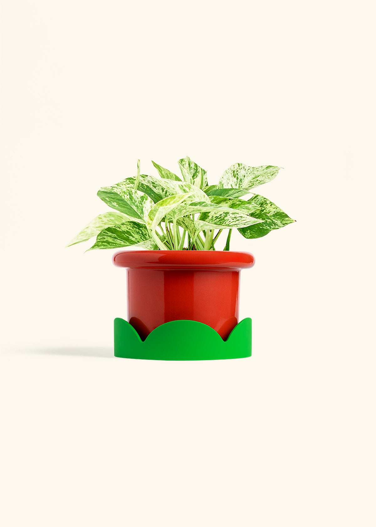 Pothos 'Marble Queen', Medium