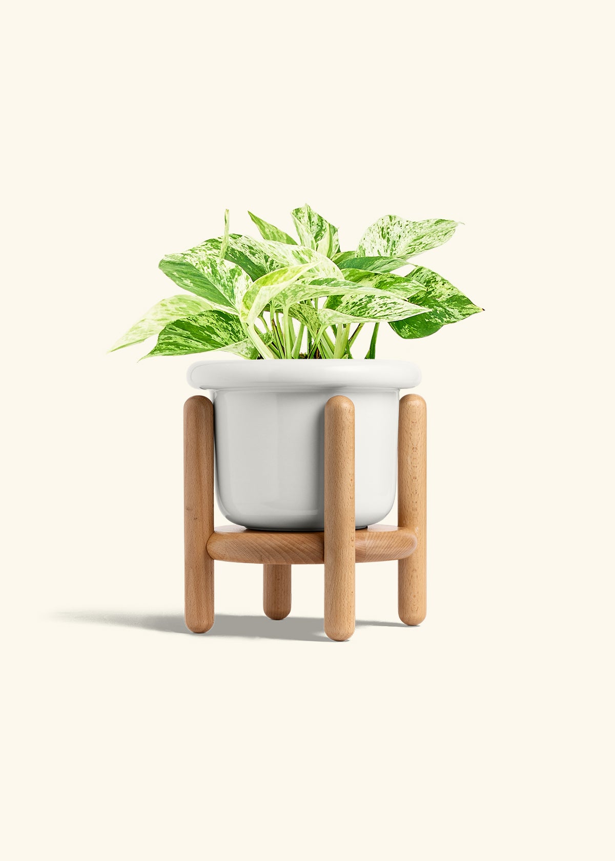 Pothos 'Marble Queen', Medium