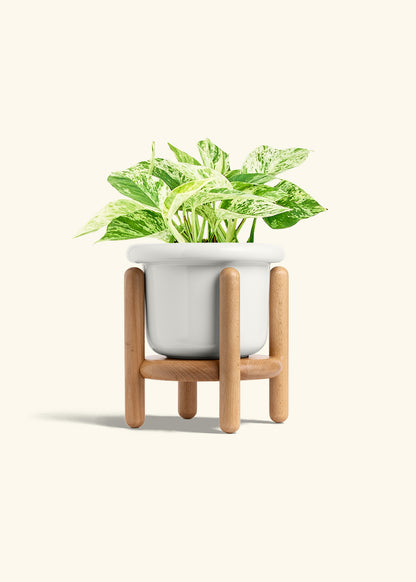 Pothos 'Marble Queen', Medium
