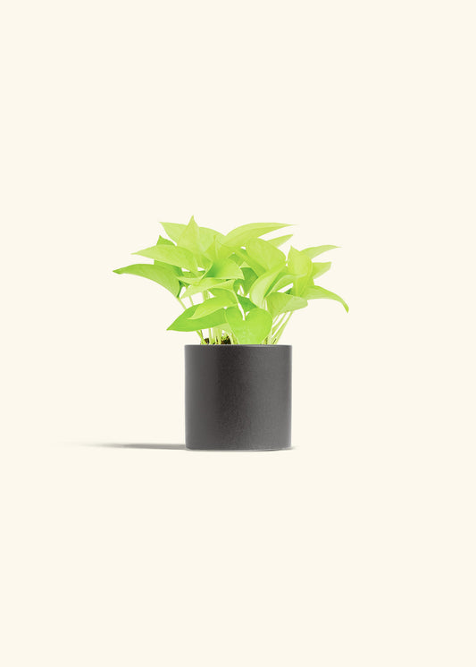 Neon Pothos in a 4 inches Charcoal Classic Cylinder Planter 