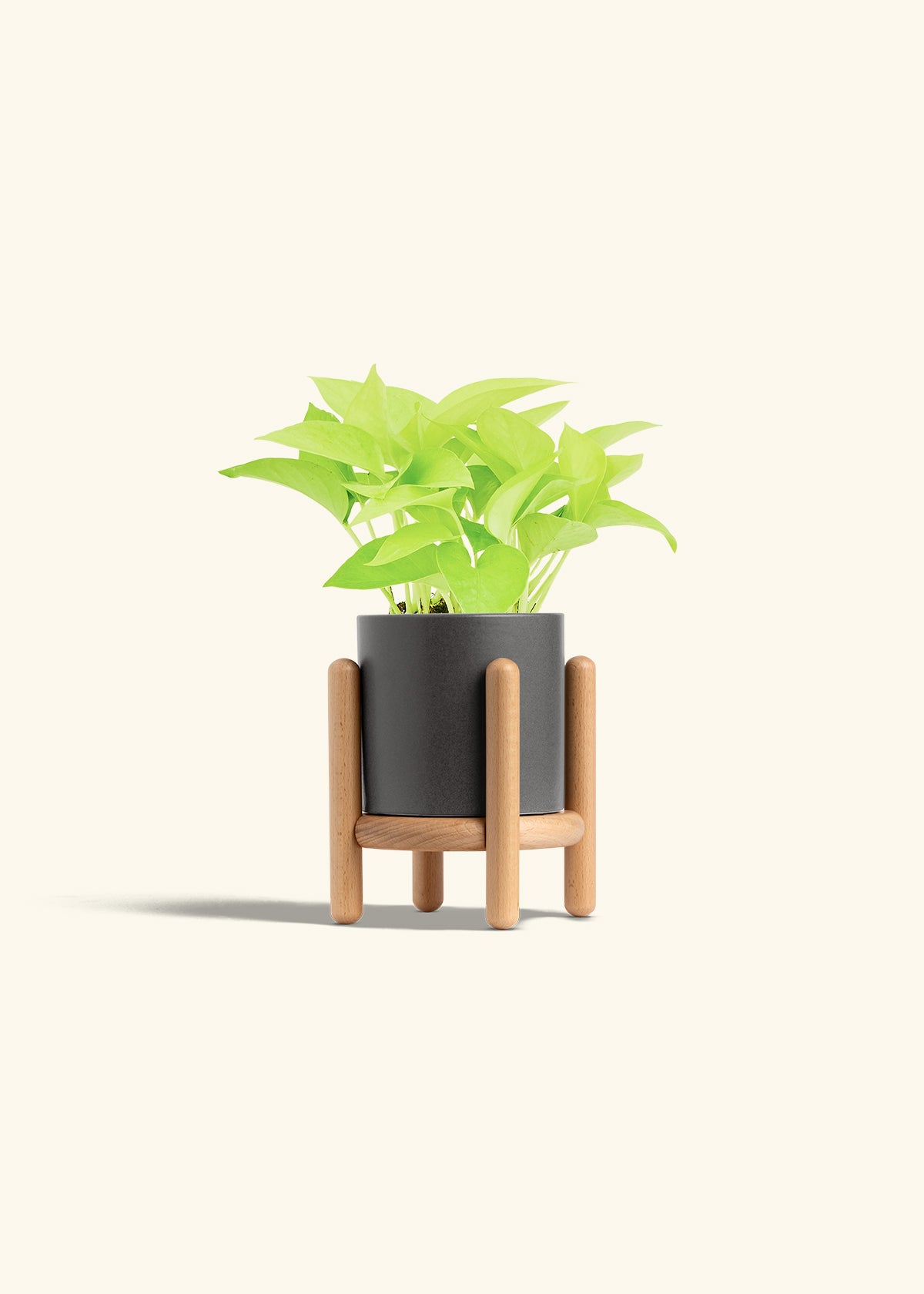 Neon Pothos in a 4 inches Charcoal Classic Cylinder Planter in a Beech Wood Stand