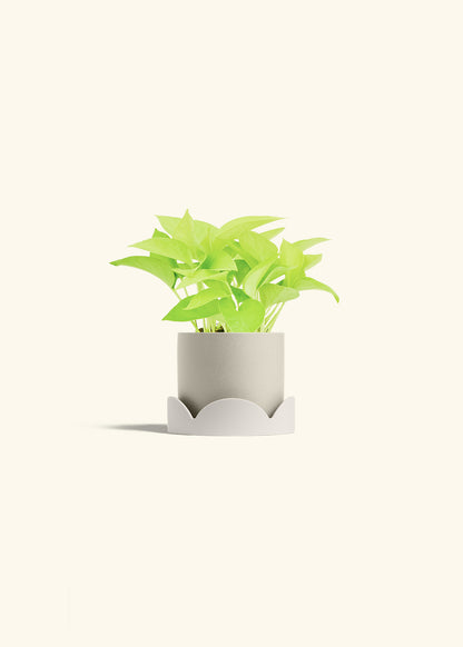 Neon Pothos in a 4 inches Oat Classic Cylinder Planter in a Oat Petal Drip Tray