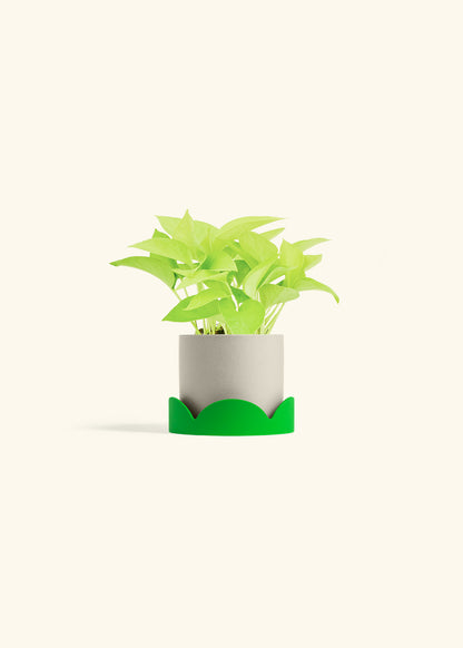 Neon Pothos in a 4 inches Oat Classic Cylinder Planter in a Shamrock Petal Drip Tray