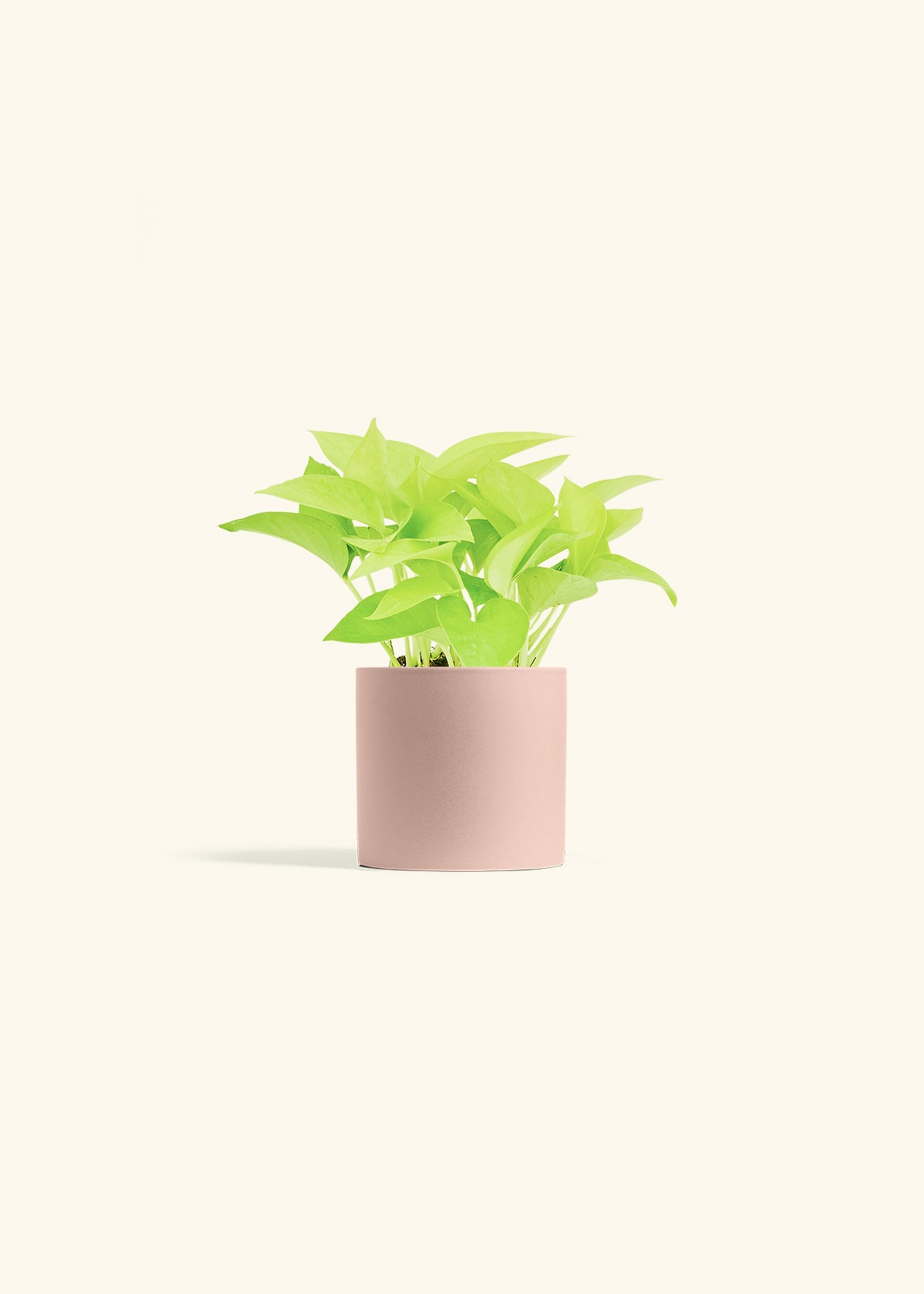 Neon Pothos in a 4 inches White Classic Cylinder Planter in a Beech Wood Stand