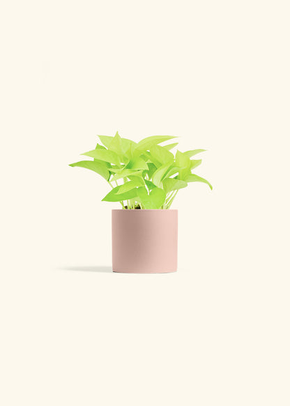 Neon Pothos in a 4 inches White Classic Cylinder Planter in a Beech Wood Stand