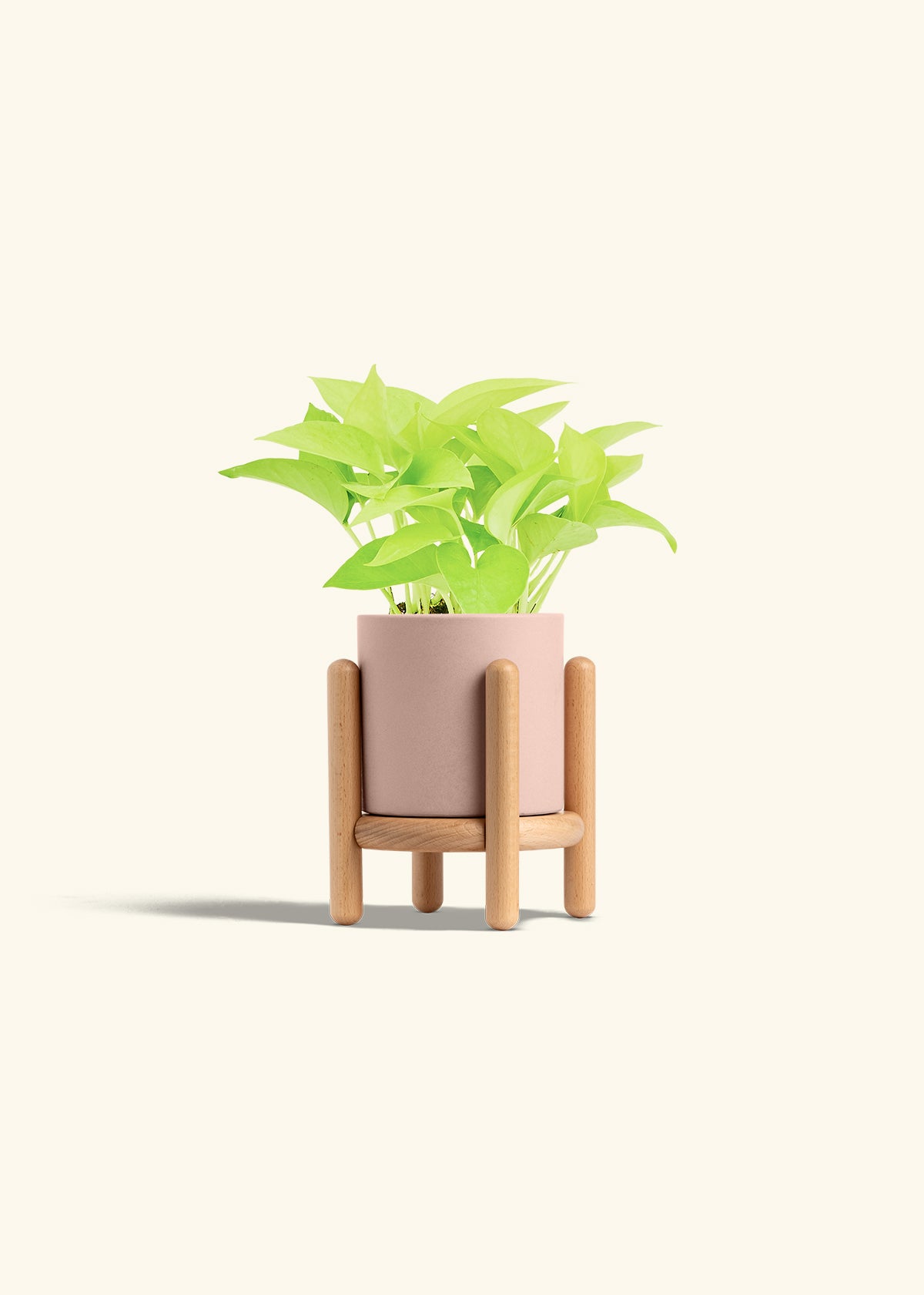 Neon Pothos in a 4 inches Pink Classic Cylinder Planter in a Beech Wood Stand