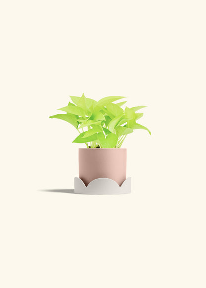 Neon Pothos in a 4 inches Pink Classic Cylinder Planter in a Oat Petal Drip Tray