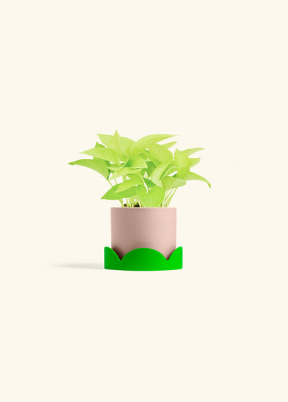 Neon Pothos in a 4 inches Pink Classic Cylinder Planter in a Shamrock Petal Drip Tray