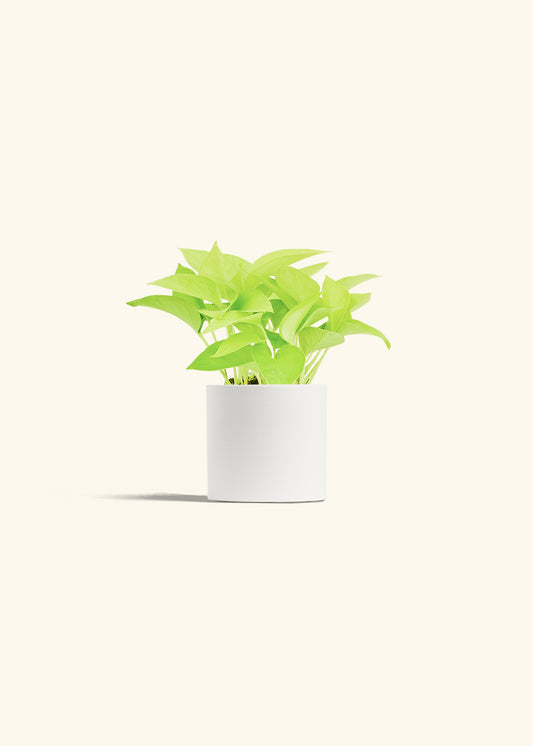 Neon Pothos in a 4 inches White Classic Cylinder Planter 