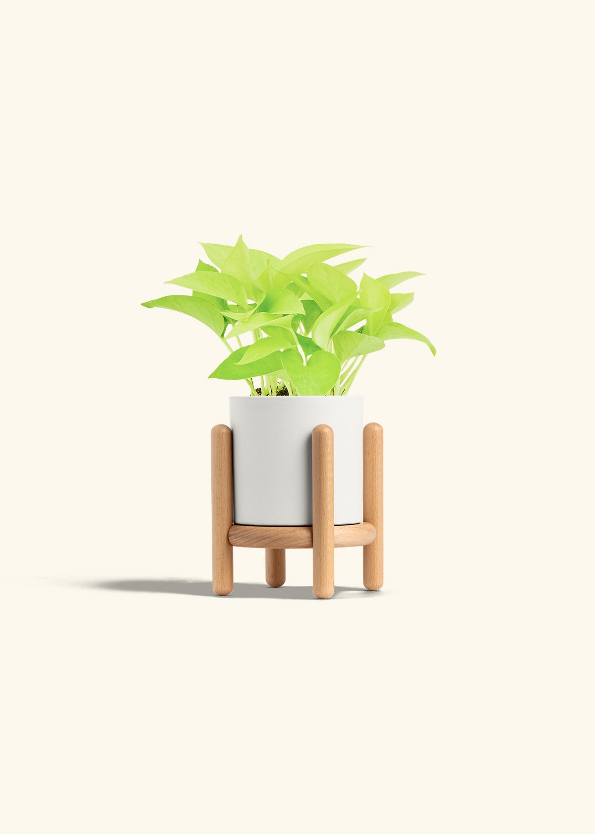 Neon Pothos in a 4 inches White Classic Cylinder Planter in a Oat Petal Drip Tray