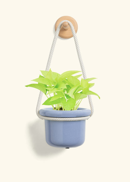 Neon Pothos, Small