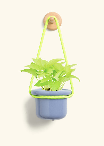 Neon Pothos, Small