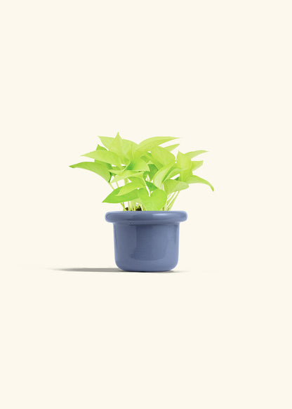 Neon Pothos in a 4 inches Fat Lip Blue Planter 