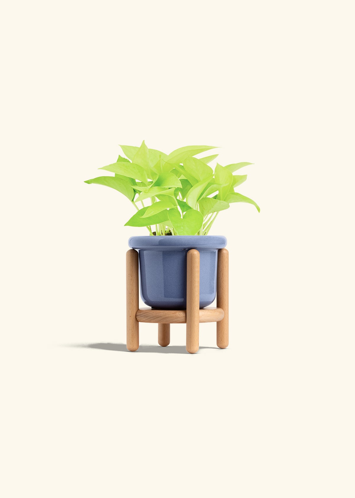 Neon Pothos in a 4 inches Fat Lip Blue Planter in a Beech Wood Stand