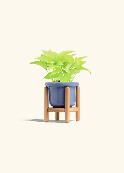 Neon Pothos in a 4 inches Fat Lip Blue Planter in a Beech Wood Stand