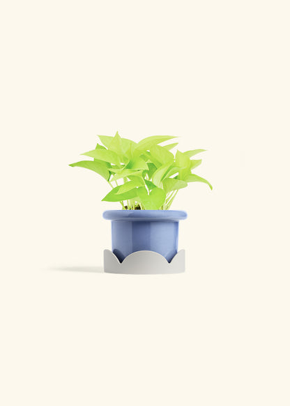 Neon Pothos in a 4 inches Fat Lip Blue Planter in a Oat Petal Drip Tray