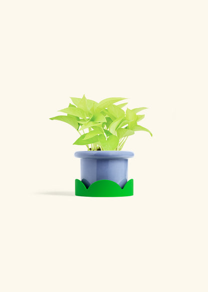 Neon Pothos in a 4 inches Fat Lip Blue Planter in a Shamrock Petal Drip Tray
