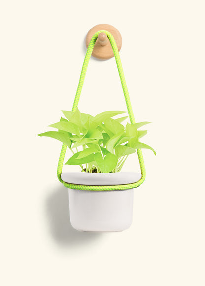 Neon Pothos, Small