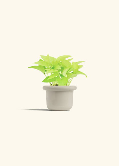 Neon Pothos in a 4 inches Fat Lip Oat Planter 