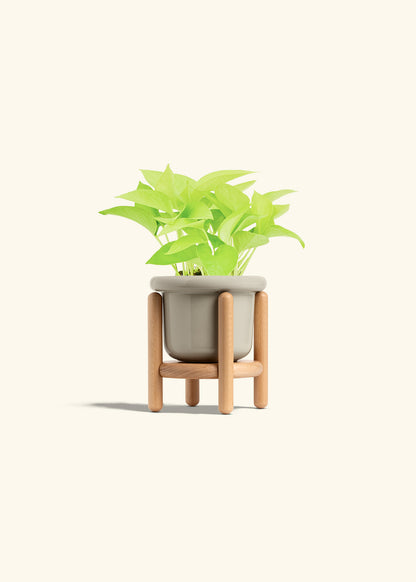 Neon Pothos in a 4 inches Fat Lip Oat Planter in a Beech Wood Stand