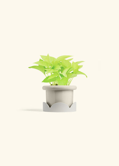 Neon Pothos in a 4 inches Fat Lip Oat Planter in a Oat Petal Drip Tray