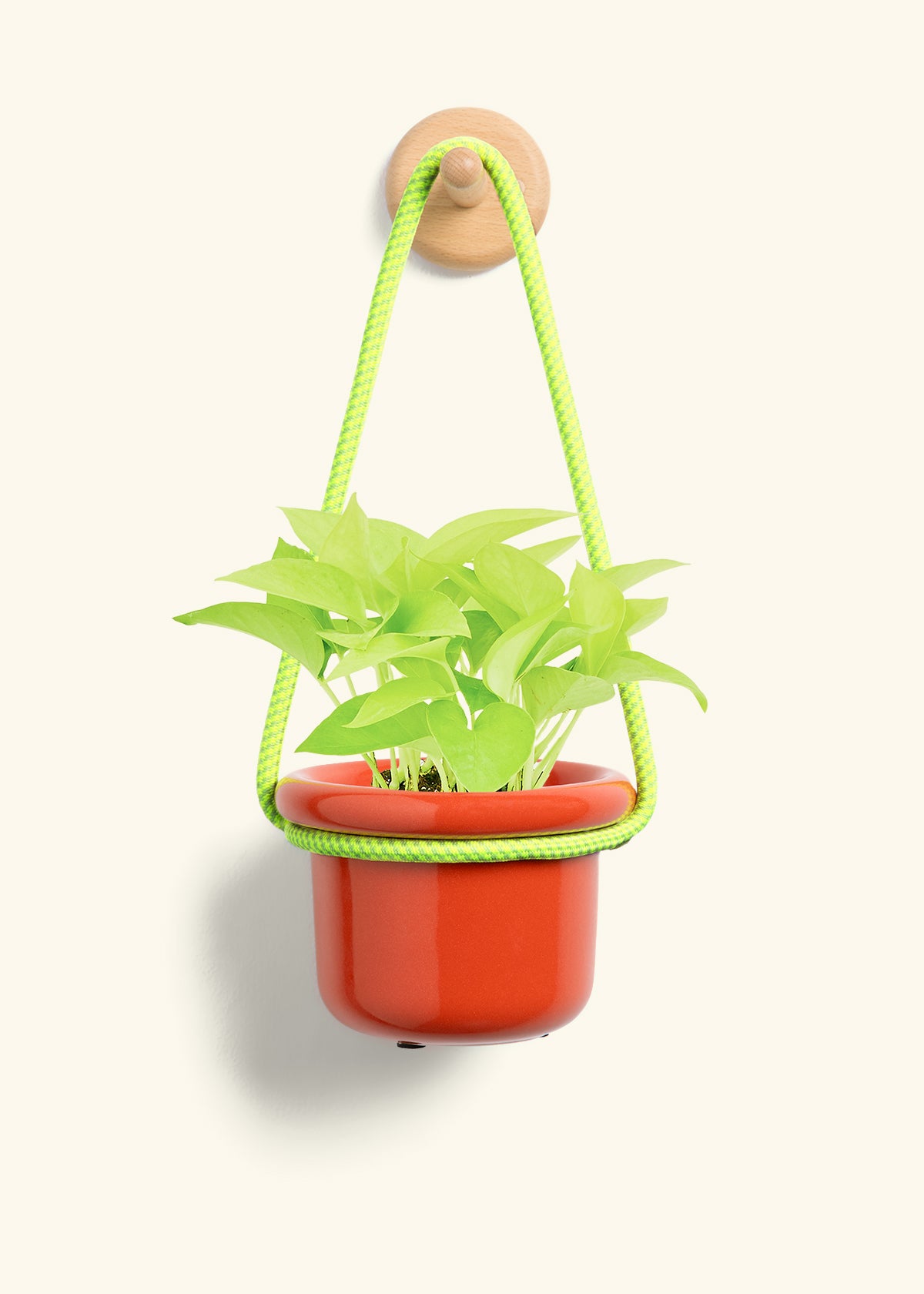 Neon Pothos, Small