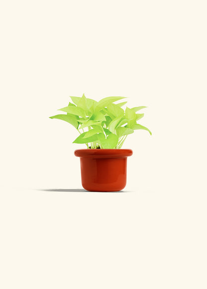 Neon Pothos in a 4 inches Fat Lip Red Planter 