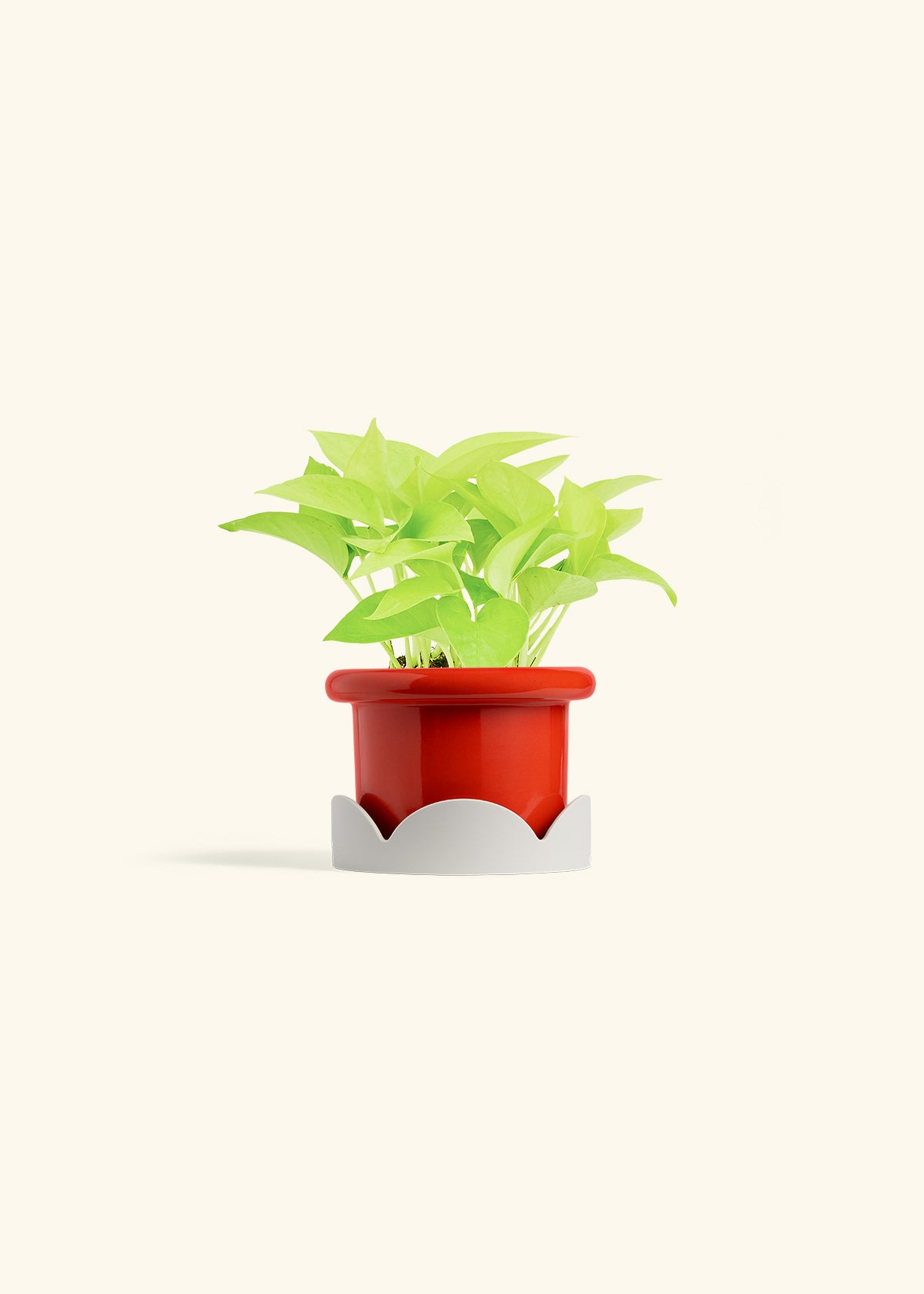 Neon Pothos in a 4 inches Fat Lip Red Planter in a Oat Petal Drip Tray