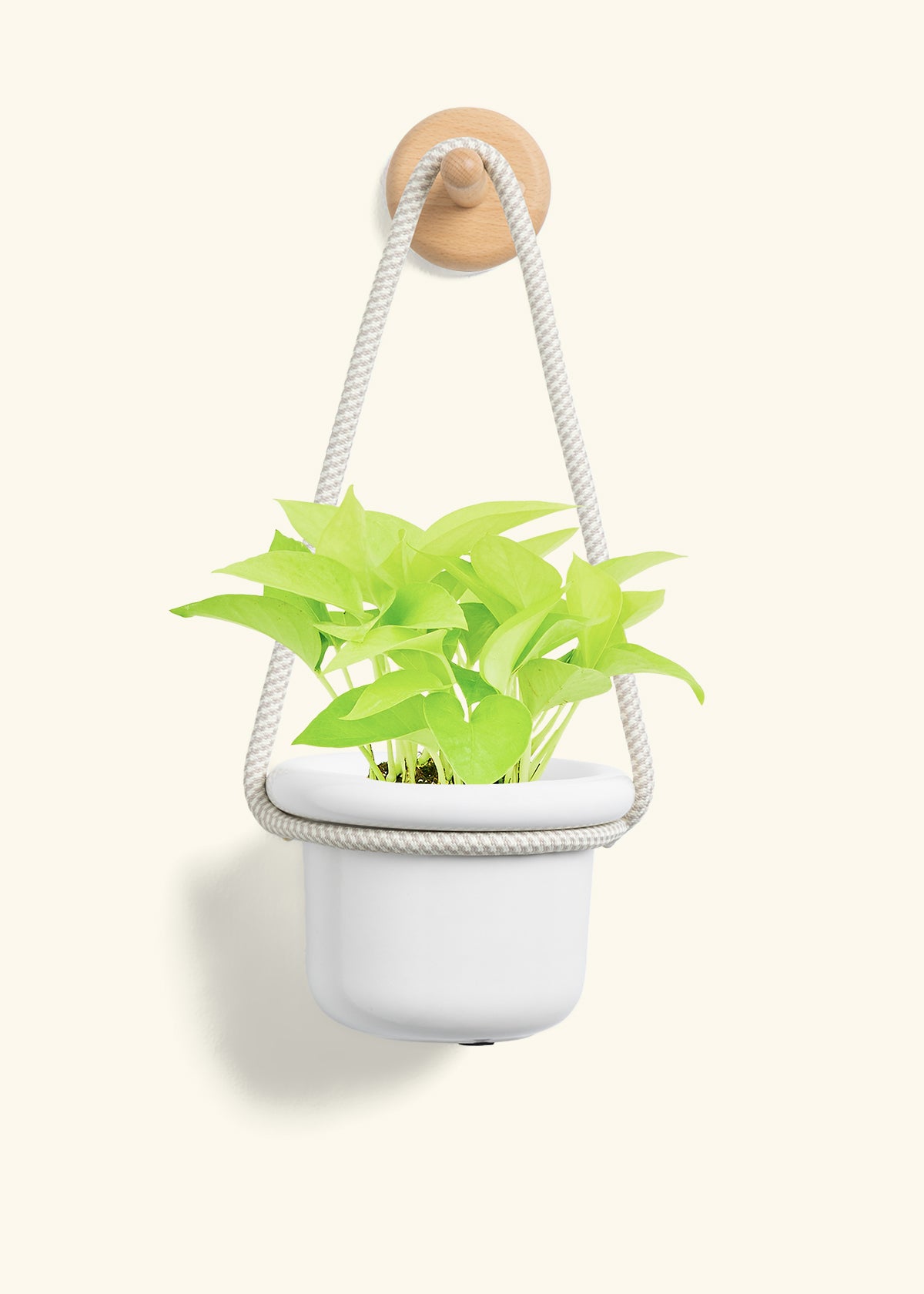 Neon Pothos, Small