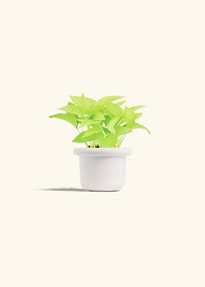 Neon Pothos in a 4 inches Fat Lip White Planter 