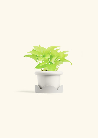 Neon Pothos in a 4 inches Fat Lip White Planter in a Oat Petal Drip Tray