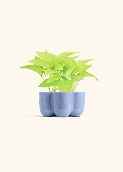 Neon Pothos in a 4 inches in a Blue Petal Planter