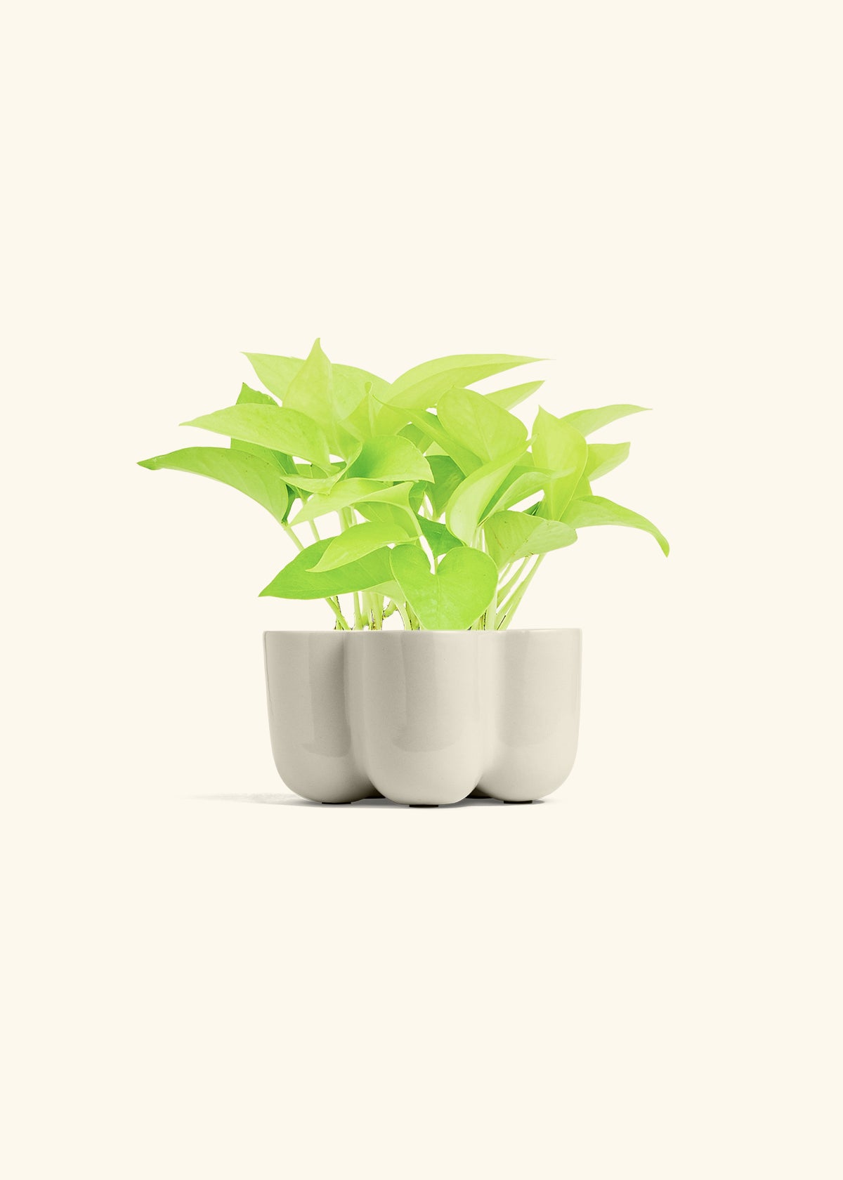 Neon Pothos in a 4 inches in a Oat Petal Planter