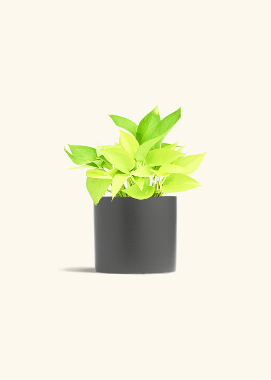 Neon Pothos in a 6 inches Charcoal Classic Cylinder Planter in a Shamrock Petal Drip Tray
