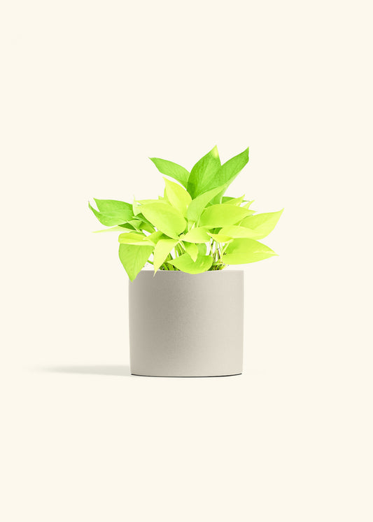 Neon Pothos in a 6 inches Oat Classic Cylinder Planter 
